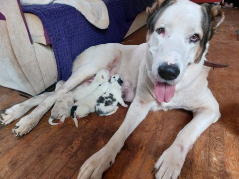Alabai puppies 1 months old