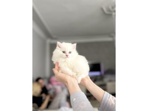 British longhair yavrular
