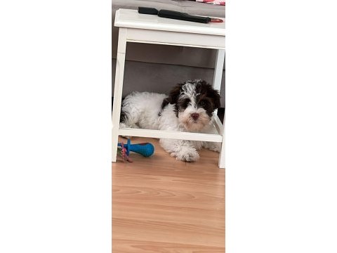 4 aylık maltese terrier