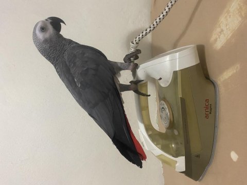 Evcil uysal bilezikli jako papağanı