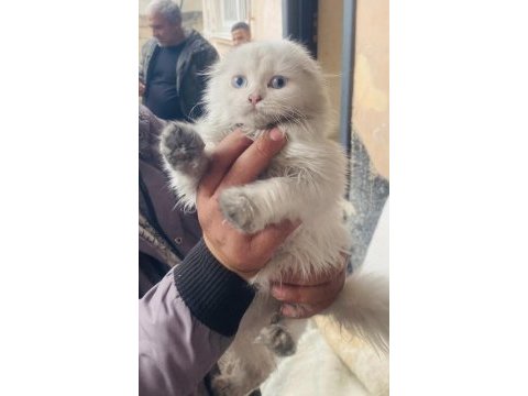 2,5 aylık chinchilla bebeğimize yuva