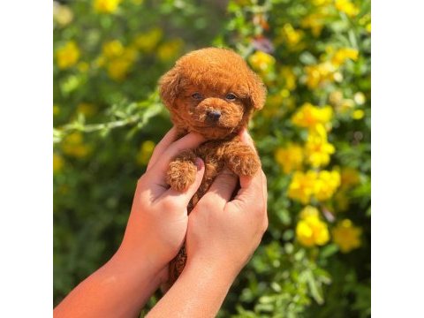 Toy poodle yavru bebeğimiz