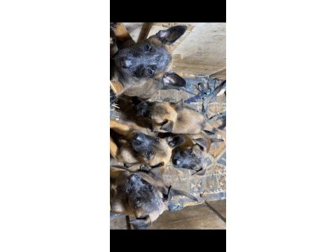 Afad arama sinavinda derece almis malinois yavruları