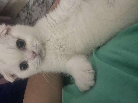 2 aylık eğitimli dişi scottish fold