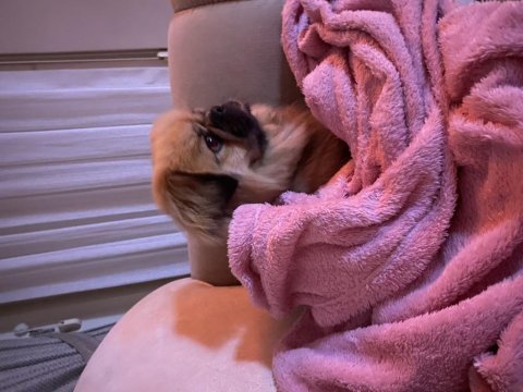 Pekinez ırk erkek köpeğim
