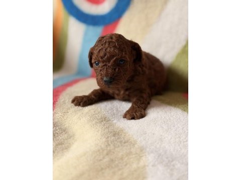 Red brown toy poodle yavrular