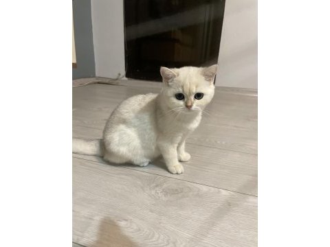 3 aylık british shorthair eşsiz renk