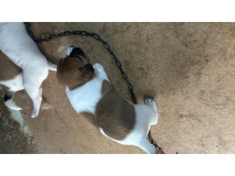 Orjinal jack russell 45 günlük oldular