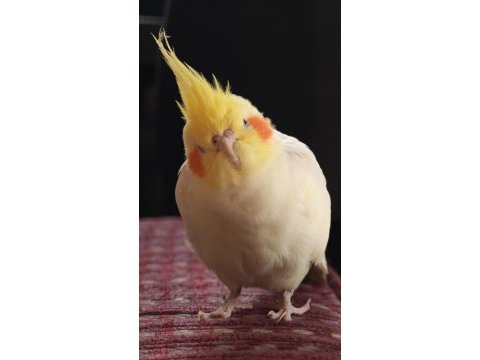 Konuşan sultan papağanı