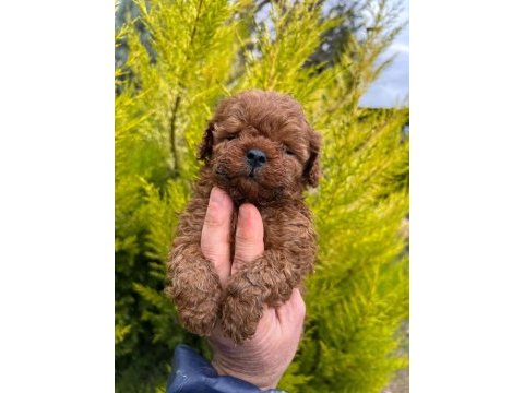 Hayalinizdeki poodle evladınız sadece bir telefon uzağız