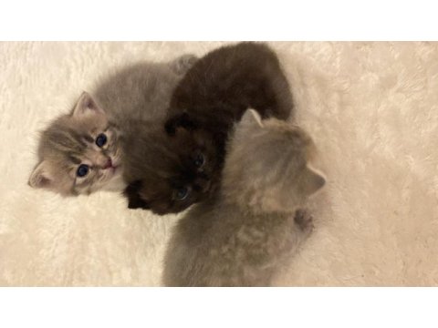 2 aylık 3 adet yavru kedi