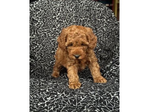 Dişi poodle yavru