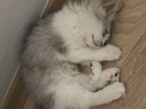 British longhair dişi ve erkek yavrular