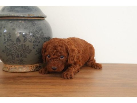 Poodle köpeğimiz yuvaya gitmeye hazırız