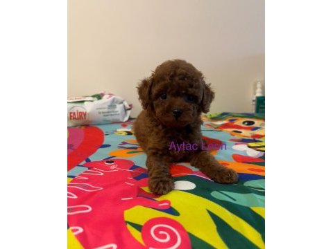 Güçlü pigment koyu renk kore kan toy poodle