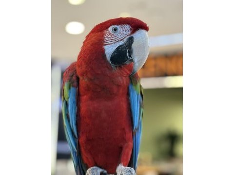 Kırmızı ara macaw yavrusu citypetshop