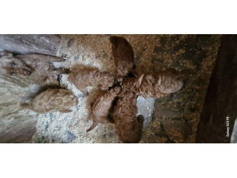 Toy poodle
