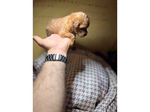 1 aylık erkek poodle yavru yer izmir