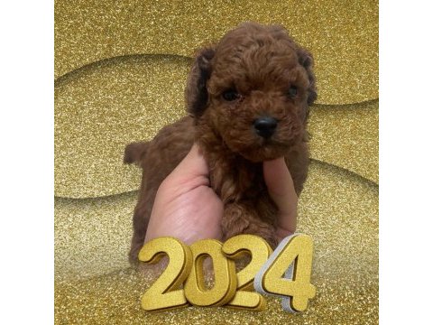 Mini boy toy poodle yavrular