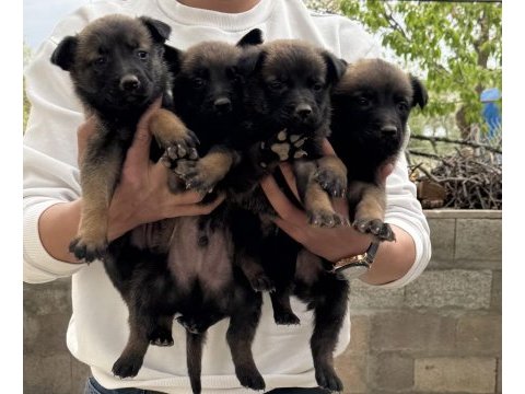 Üst kalite belçika malinois yavrular