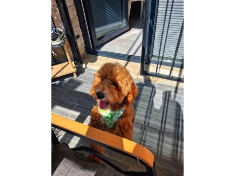 6 aylık erkek poodle