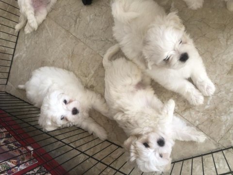 Minik yavrularımız yuvalarını arıyor