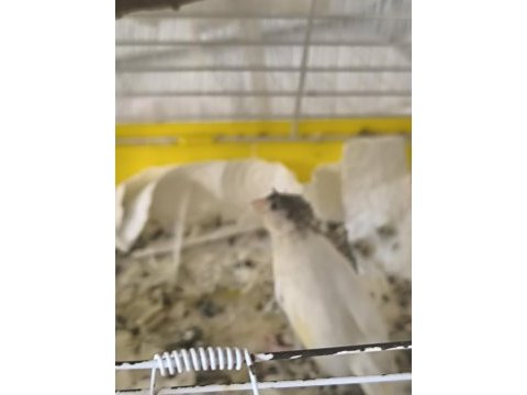 4 aylık tepeli dişi kanarya