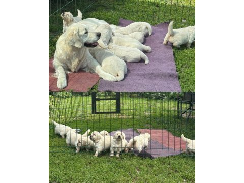 Golden retriever kapıda ödeme hizmetimiz vardır