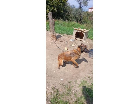 Belçika malinois köpeğimiz 4 yaşında
