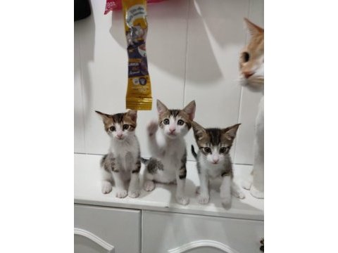 2 aylık annesiz yavru kediler