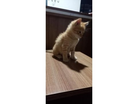 Evcil tekir kedilerimiz