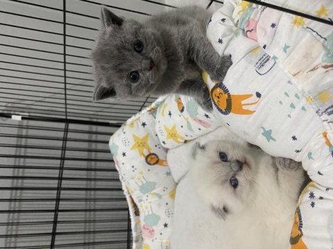 Saf kan scottish fold ve blue point yavrular
