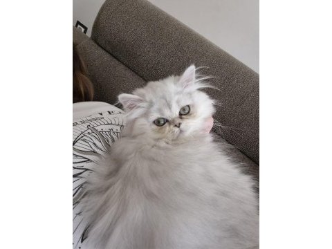 Dünyalar güzeli safkan yavru british longhair ns11