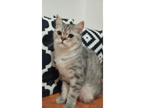 British shorthair safkan 7 aylık