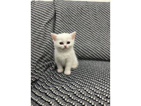 2 aylık british shorthair