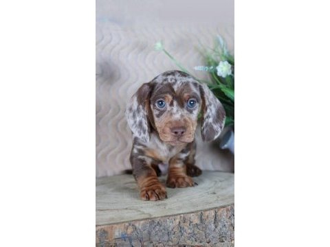 Üst kalite dachshund bebeklerimiz garantili