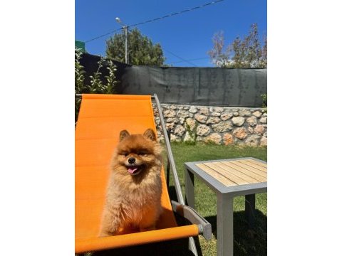 3 yaşında pomeranian sahiplendirme