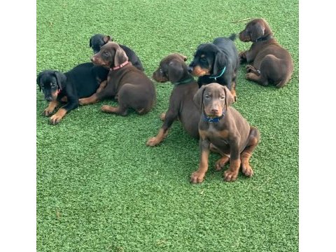 Türkiyenin en güvenilir çiftliğinden doberman