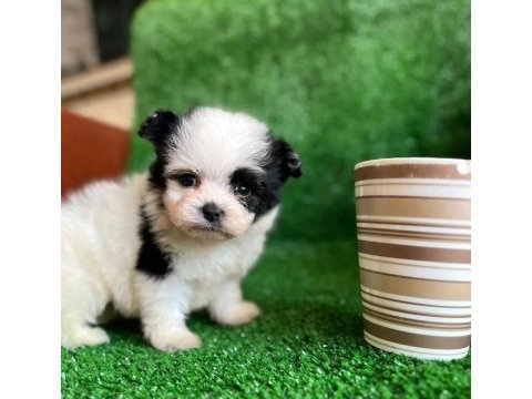 Ufak boy morkie erkek yavrumuz