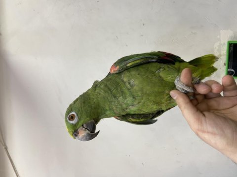 Full evcil sarı alın amazon papağanı