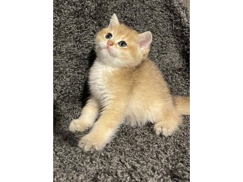 Anne baba şecereli safkan golden british shorthair erkek