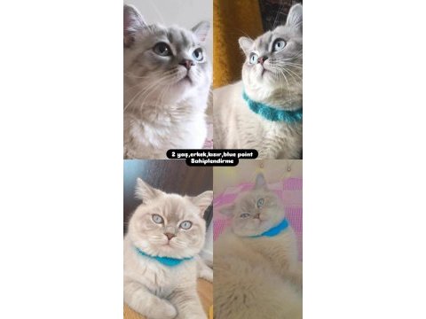 British shorthair oğlumuza yuva