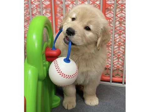 Baby face golden retriever bebekler