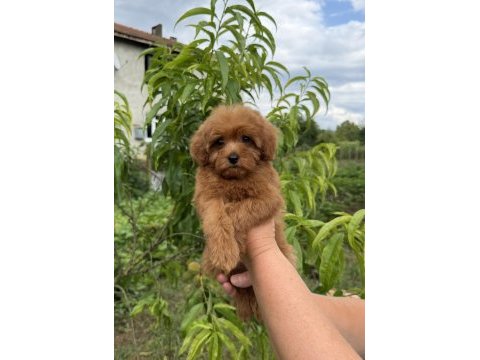 Kg garantili micro teacup red maltipoo