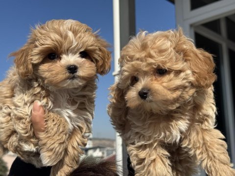 Petmode köpek çiftliğinden kore maltipoo 