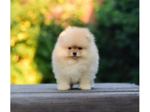 Ayıcık surat pomeranian boo yavrularımız