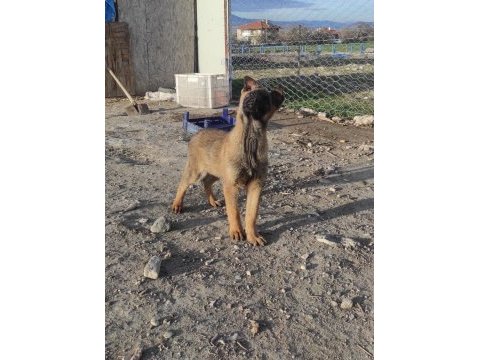 1 dişi ve 1 erkek belçika kurdu aşıları yapıldı