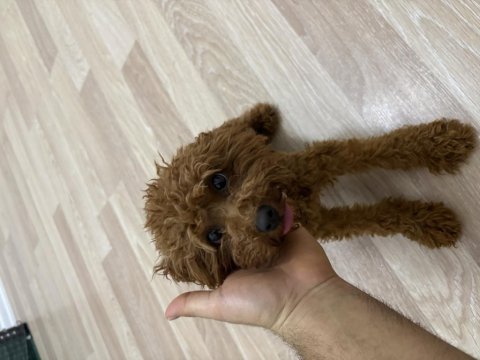 7 aylık dişi teacup poodle