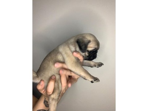 A kalite pug yavrular için mesaj atınız