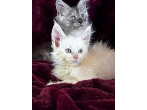 Türkiyenin tek tescilli şampiyonundan maine coon